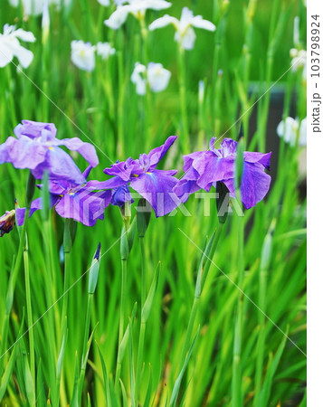 ショウブ園のハナショウブ 103798924