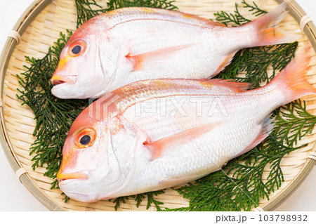 レンコダイ レンコダイ 103798932