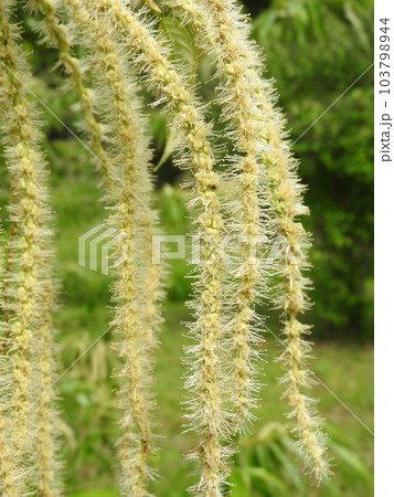 満開の栗の花（雄花） 103798944