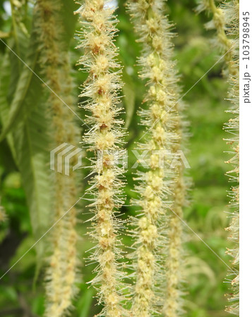 満開の栗の花（雄花） 103798945