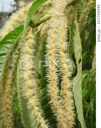 満開の栗の花（雄花） 103798946