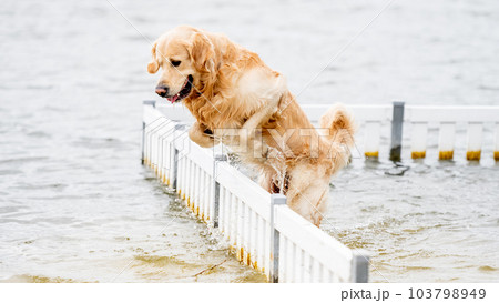 Beautiful golden retriever dog jumping over the barrier in the water on the beach 103798949