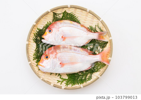 レンコダイ 103799013