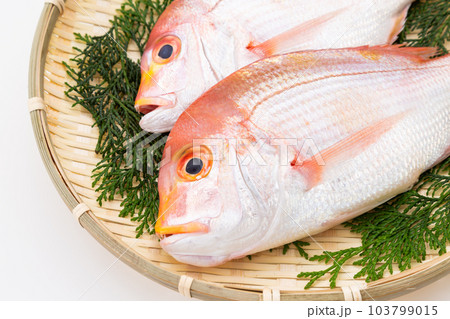 レンコダイ 103799015