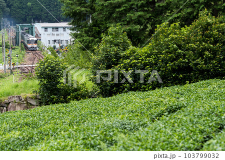 【高山本線】白川町の茶畑を通過する特急ひだ 【高山本線】白川町の茶畑を通過する特急ひだ 103799032