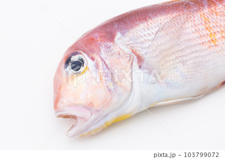 甘鯛 甘鯛 103799072