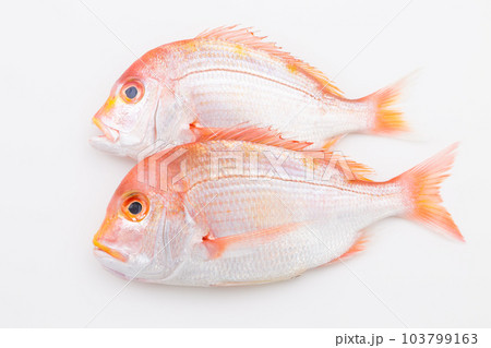 レンコダイ 103799163