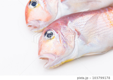 甘鯛 甘鯛 103799178