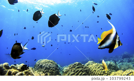 沖縄　阿嘉島のニシハマビーチ　水中撮影 103799243