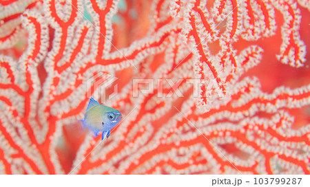イソバナとスズメダイ 103799287