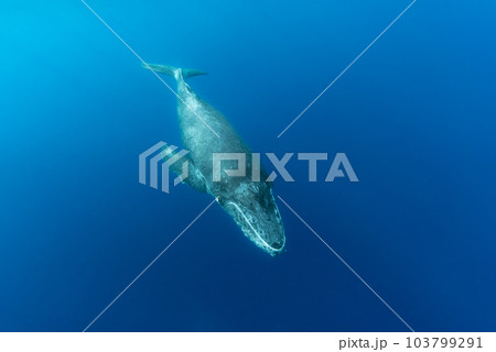 ザトウクジラ 103799291