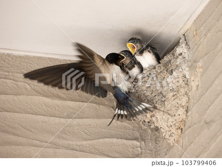 雛に餌を与えている瞬間 雛に餌を与えている瞬間 103799406