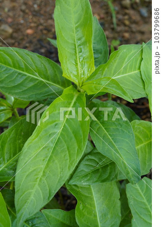 アイ(あゐ、藍、学名:Persicaria tinctoria)の葉 アイ(あゐ、藍、学名:Persicaria tinctoria)の葉 103799686