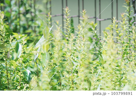 フェンス越しの植物　オールドレンズ 103799891
