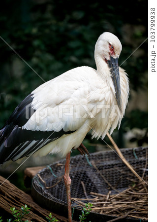 ニホンコウノトリ 多摩動物公園より ニホンコウノトリ 多摩動物公園より 103799938