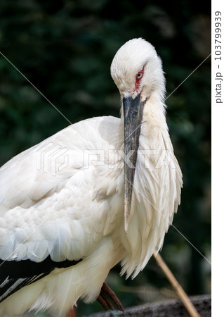 ニホンコウノトリ 多摩動物公園より ニホンコウノトリ 多摩動物公園より 103799939