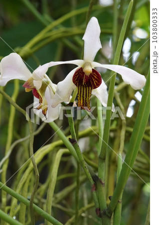 タイワンハナボウランの花 タイワンハナボウランの花 103800333
