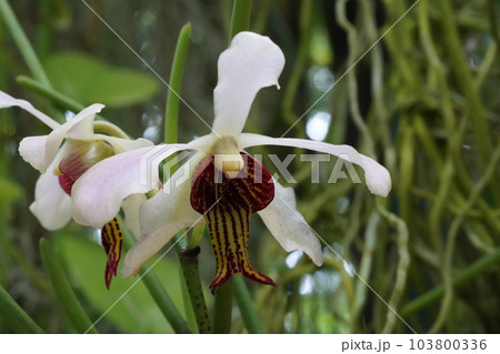 タイワンハナボウランの花 タイワンハナボウランの花 103800336