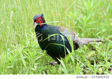 キジ pheasant / Japan 103800450