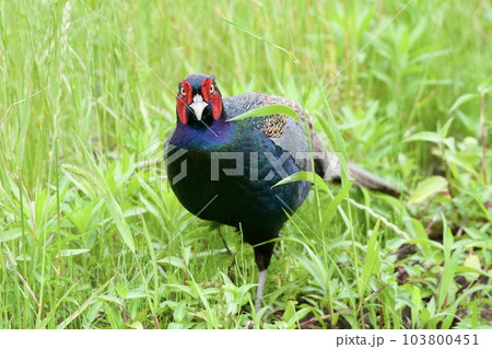 キジ pheasant / Japan キジ pheasant / Japan 103800451