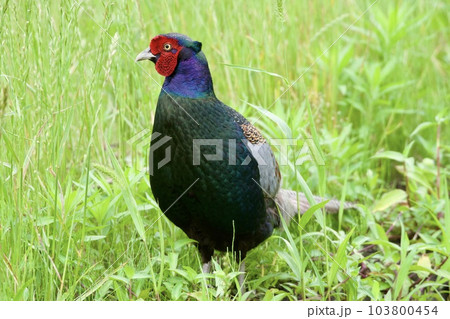 キジ pheasant / Japan キジ pheasant / Japan 103800454