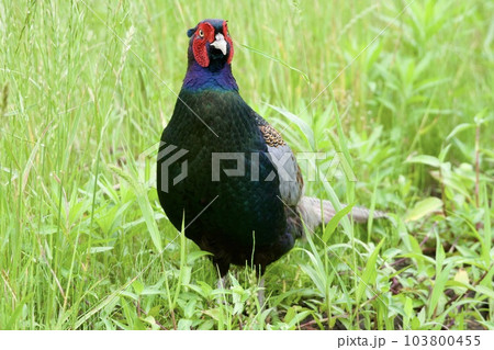 キジ pheasant / Japan キジ pheasant / Japan 103800455