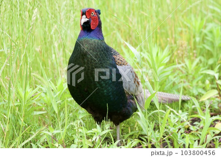 キジ pheasant / Japan 103800456