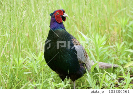 キジ pheasant / Japan 103800561