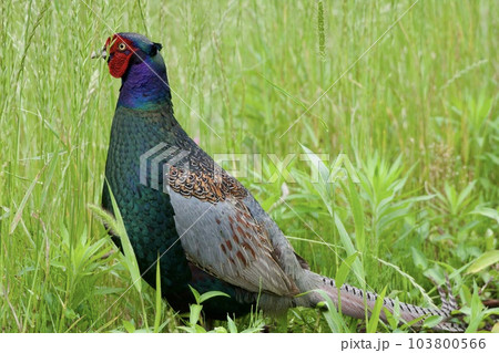 キジ pheasant / Japanの写真素材 [103800566] - PIXTA