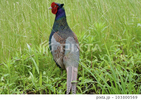 キジ pheasant / Japan 103800569