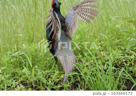 キジ pheasant / Japan 103800572