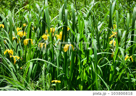 大町公園のキショウブ（大町自然観察園）千葉県市川市 103800818