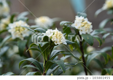 春に咲いた沈丁花の白い花 春に咲いた沈丁花の白い花 103801455