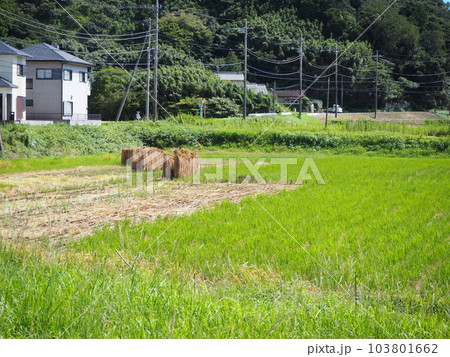田んぼで稲を干している田園風景 田んぼで稲を干している田園風景 103801662