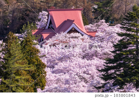 《長野県》春の高遠城址公園・桜満開 《長野県》春の高遠城址公園・桜満開 103801843
