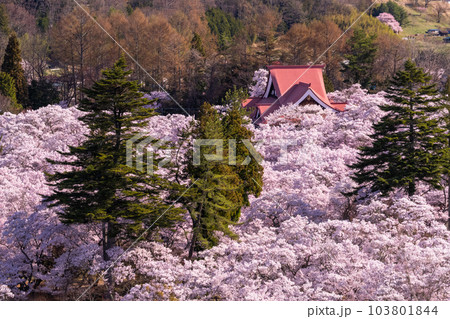 《長野県》春の高遠城址公園・桜満開 103801844