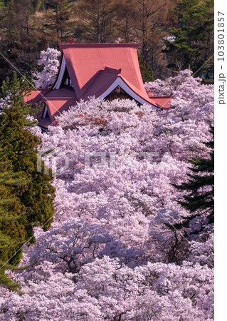《長野県》春の高遠城址公園・桜満開 103801857