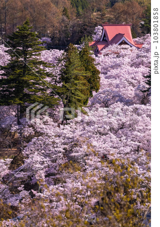 《長野県》春の高遠城址公園・桜満開 《長野県》春の高遠城址公園・桜満開 103801858