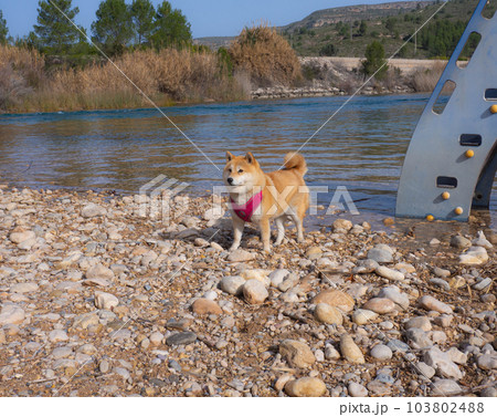 Shiba Inu puppy looks like a little fox Shiba Inu puppy looks like a little fox 103802488