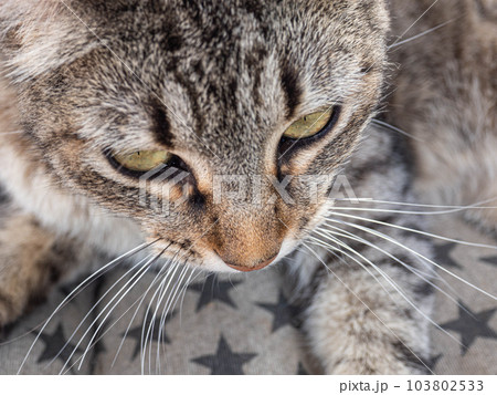 The face of a smart tabby cat The face of a smart tabby cat 103802533