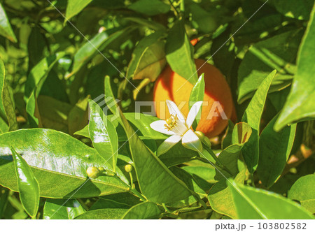 Valencian orange and orange blossoms. Spain. Spring harvest 103802582