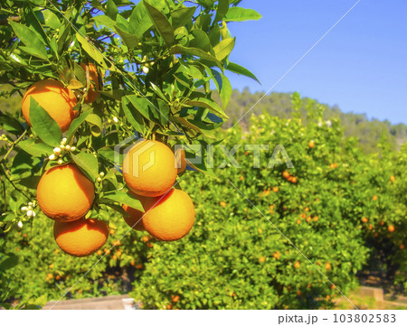 Valencian orange and orange blossoms. Spain. Spring harvest 103802583