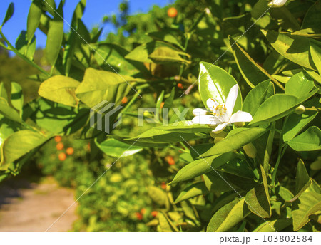 Valencian orange and orange blossoms. Spain. Spring harvest 103802584