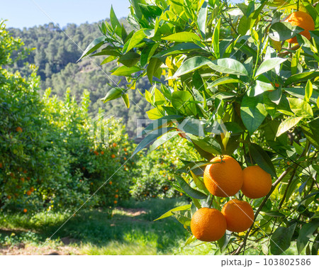 Valencian orange and orange blossoms. Spain. Spring harvest Valencian orange and orange blossoms. Spain. Spring harvest 103802586