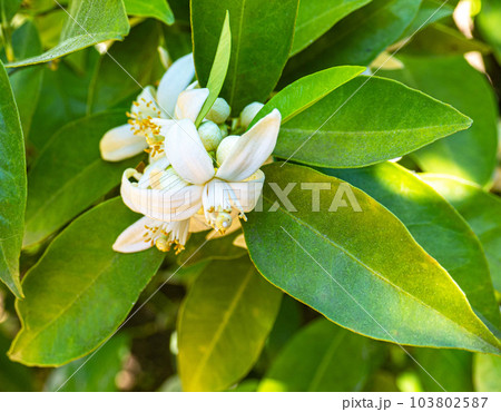 Valencian orange and orange blossoms. Spain. Spring harvest Valencian orange and orange blossoms. Spain. Spring harvest 103802587