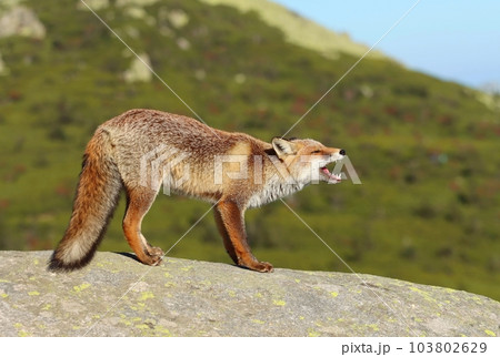 Adorable wild red fox in autumn 103802629