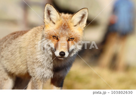 Adorable wild red fox in autumn 103802630