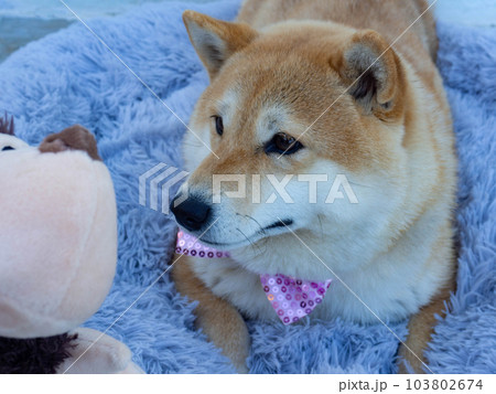 Shiba Inu puppy looks like a little fox Shiba Inu puppy looks like a little fox 103802674