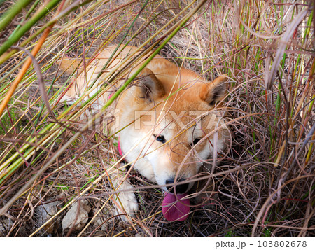Shiba Inu puppy looks like a little fox 103802678