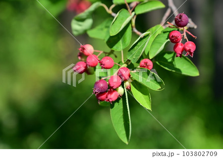 ジューンベリー別名アメリカザイフリボク(バラ科) ジューンベリー別名アメリカザイフリボク(バラ科) 103802709